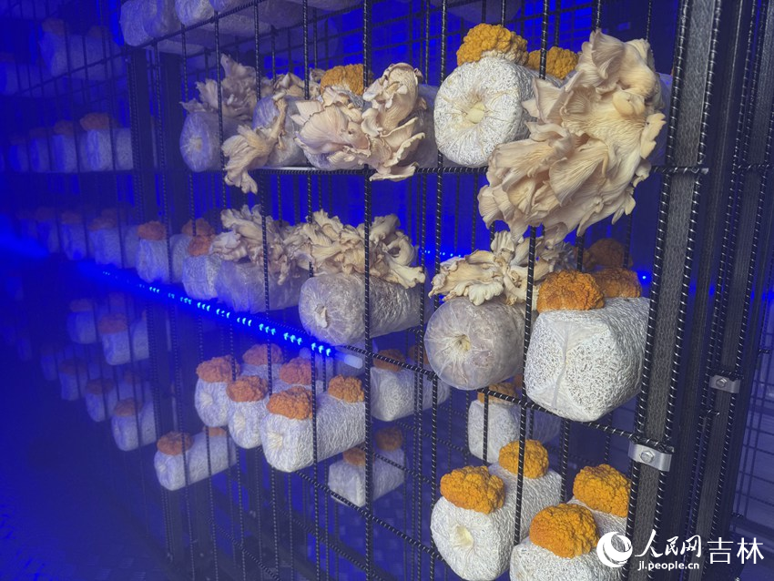 九游app入口：行进中国｜小菌菇的“七十二变”(图1)