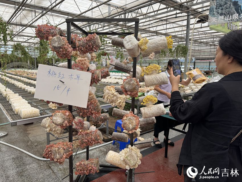 九游app入口：行进中国｜小菌菇的“七十二变”(图3)