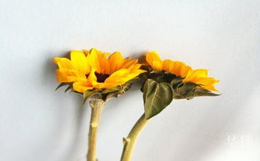 食品机器专利怎么申请(图1)