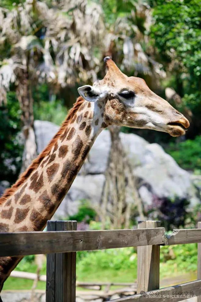 九游娱乐：当“端午”遇上“六一”！怀化文旅活动这样安排→(图4)