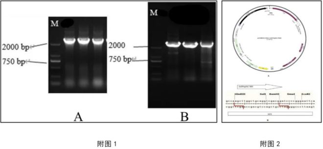 九游娱乐：河北科技大学专利发布(第四十八期)(图2)