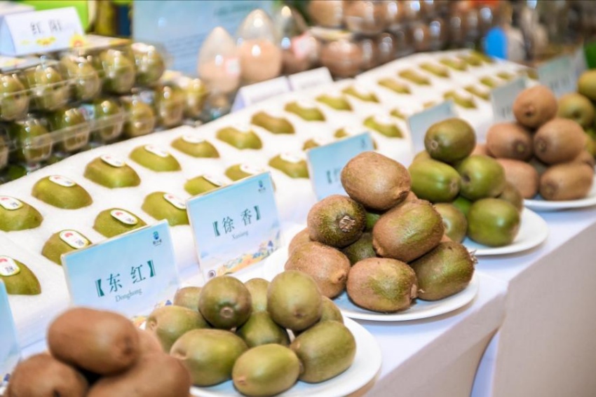 九游app入口：文旅破圈新实践：都江堰猕猴桃从田间到世界的跨界之旅(图2)