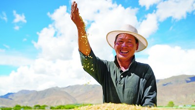 “温饱粮”变身“致富粮”——西藏因地制宜发展高原特色产业(图3)