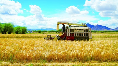 “温饱粮”变身“致富粮”——西藏因地制宜发展高原特色产业(图1)