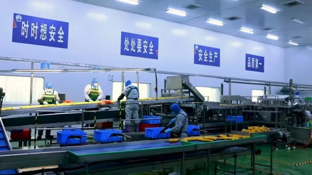 吉林鲜食玉米十大黄金名片｜吉林省农嫂公司：从田间到舌尖“东北农嫂”演绎品质传奇(图3)