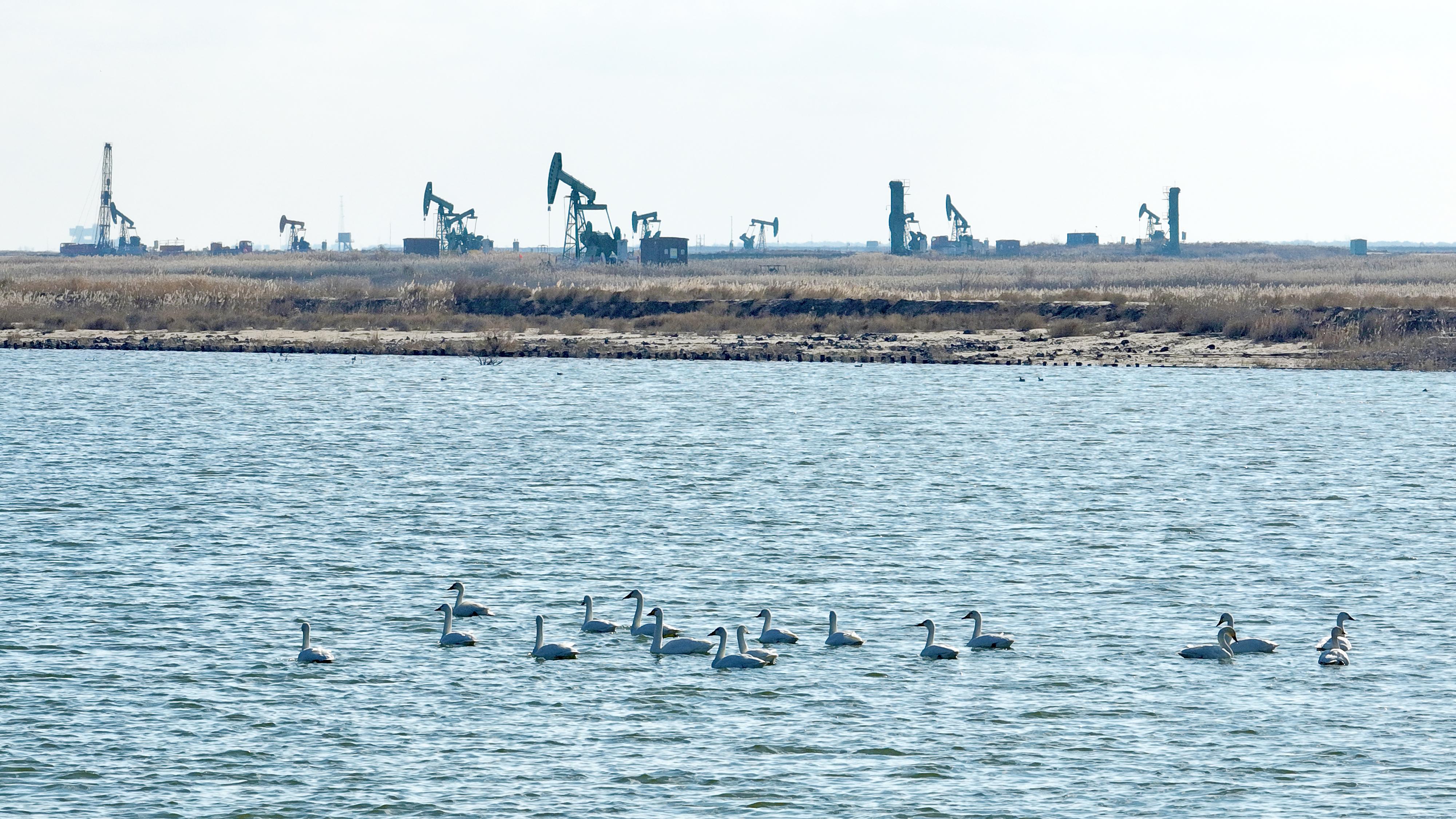 中国石化月度好图（2025年11月）(图8)