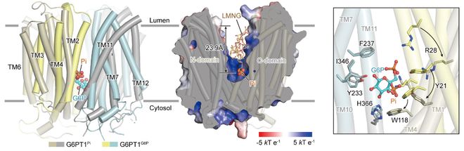 九游app入口：Sci Adv丨赵岩团队揭示人源葡萄糖-6-磷酸转运蛋白G6PT1的结构与抑制机制(图3)