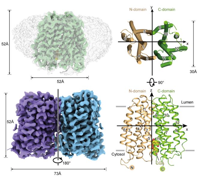 九游app入口：Sci Adv丨赵岩团队揭示人源葡萄糖-6-磷酸转运蛋白G6PT1的结构与抑制机制(图2)