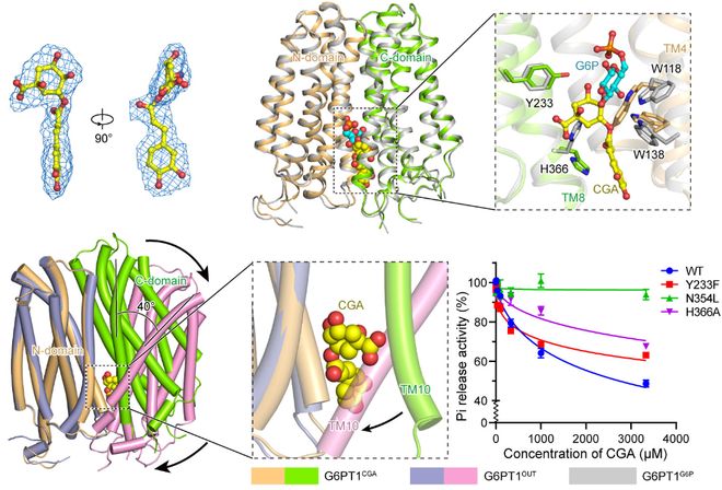 九游app入口：Sci Adv丨赵岩团队揭示人源葡萄糖-6-磷酸转运蛋白G6PT1的结构与抑制机制(图4)