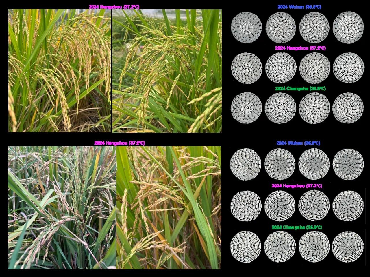 《科学》杂志评出2025年度十大突破中国引领全球可再生能源发展居榜首(图10)