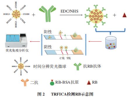 《食品科学》：枣庄学院王照鹏博士等：利用时间分辨荧光免疫层析法测定调味品中的罗丹明B(图2)