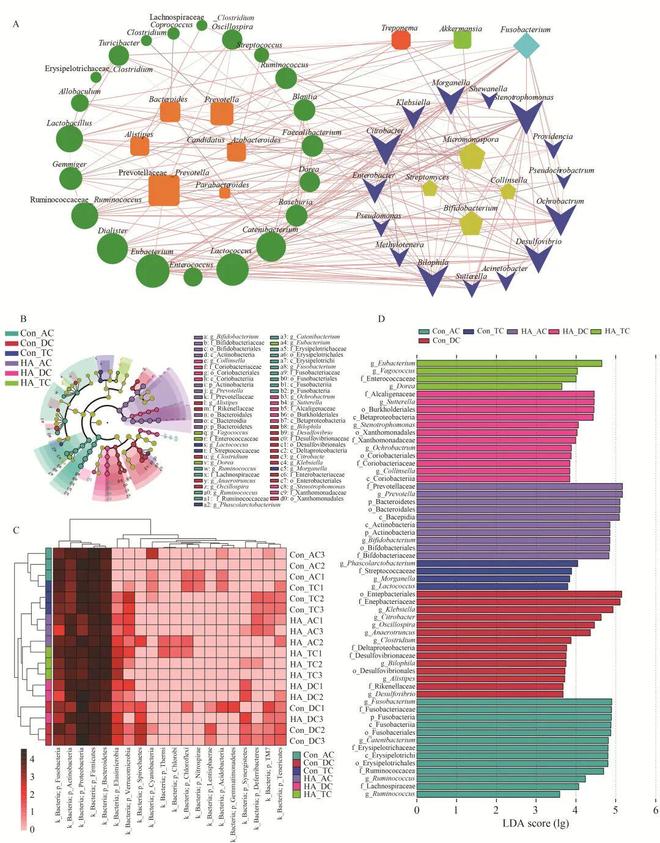 FSHW 利用模拟批量发酵系统研究透明质酸低聚糖对人体肠道微生物群的作用特征(图4)