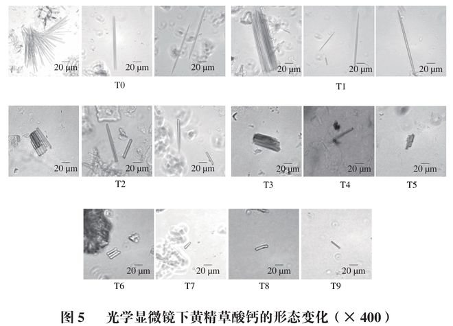 《食品科学》：华南理工大学王娟副研究员等：九蒸九制对黄精多糖和刺激性成分含量的影响及评价指标构建(图5)