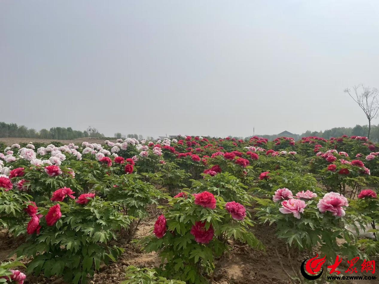 菏泽尧舜牡丹园：你意想不到的“宝藏景区”_菏泽新闻_大众网(图2)