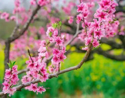 春假遇清明怎么玩？淮南假日游超全福利攻略上新！(图10)