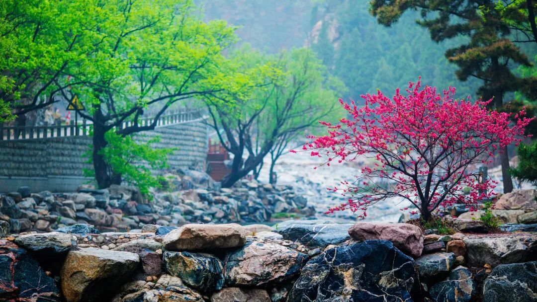 九游娱乐：泰山赏花季 免票玩遍彩石溪！12项沉浸式体验+多重福利等你来(图1)