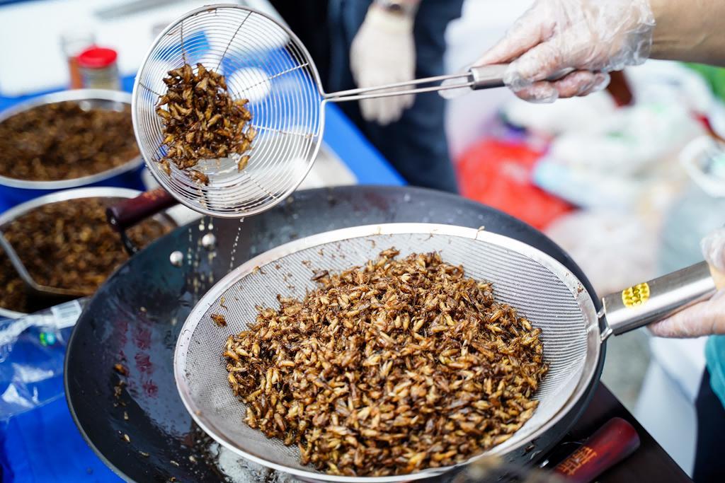 九游娱乐：昆虫蛋白美食亮相！第三届饲用、食用昆虫国际研讨会华农举行(图1)